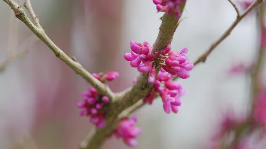 Early Spring. Cercis Siliquastrum Is Deciduous Tree. Pink Flowers On Judas Tree. Close up.
