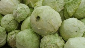 Bunch of heads of fresh green cabbage close up. High quality 4k footage