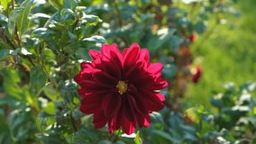 Dahlias in the garden close-up. Beautiful autumn flowers bloomed in September. Bright decoration of city flower beds, parks. Floral natural background for presentations. Gardening concept. Sunny day
