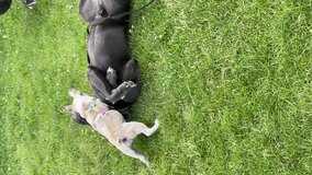 Two Cane Corso are resting. vertical video.