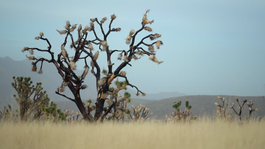 Joshua Tree National Park, Desert flora at Mojave National Preserve Park, California wildfire aftermath, USA