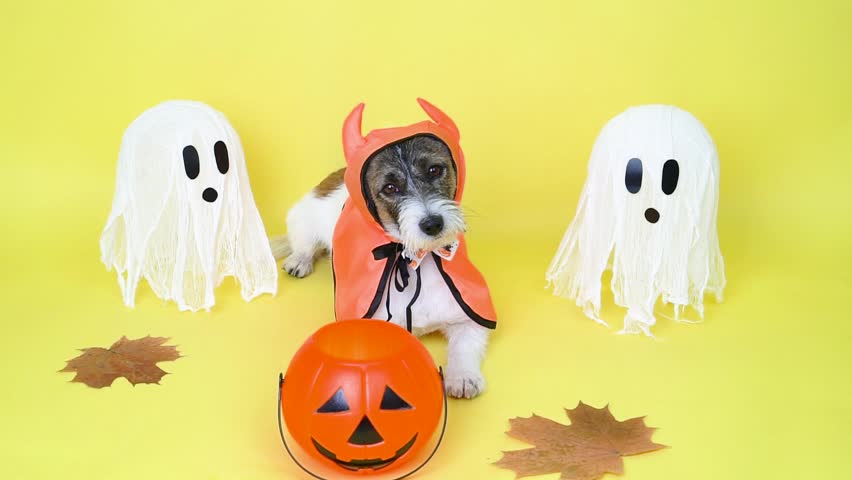 Funny pet Jack Russell Terrier in a Dracula costume next to hand-made ghosts and with a pumpkin for Halloween sweets on a yellow background. Place for text.