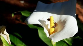 Closeup view of bees collect pollen on white Calla Lily in blooming.