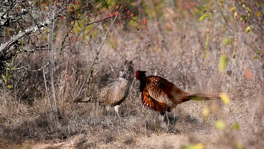 Male and female common pheasant Phasianus colchicus in the wild. A pheasant hiding in the grass. Slow motion.