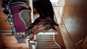 vertical video Portrait of a beautiful brown horse standing in a stall in a stable the concept love for equestrian sports and horses