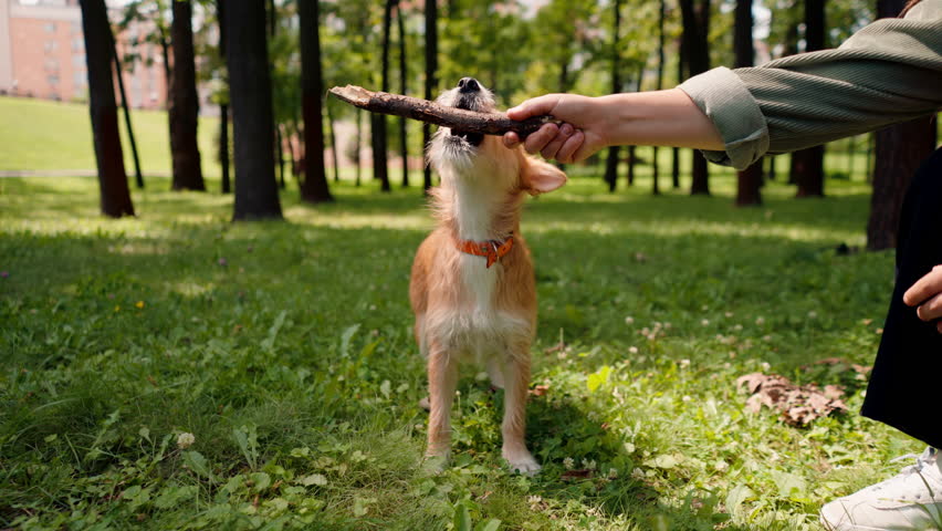 close-up a young girl walking in the park with her dog playing with stick and teasing him with it