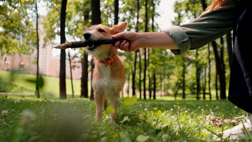 close-up a young girl walking in the park with her dog playing with stick and teasing him with it