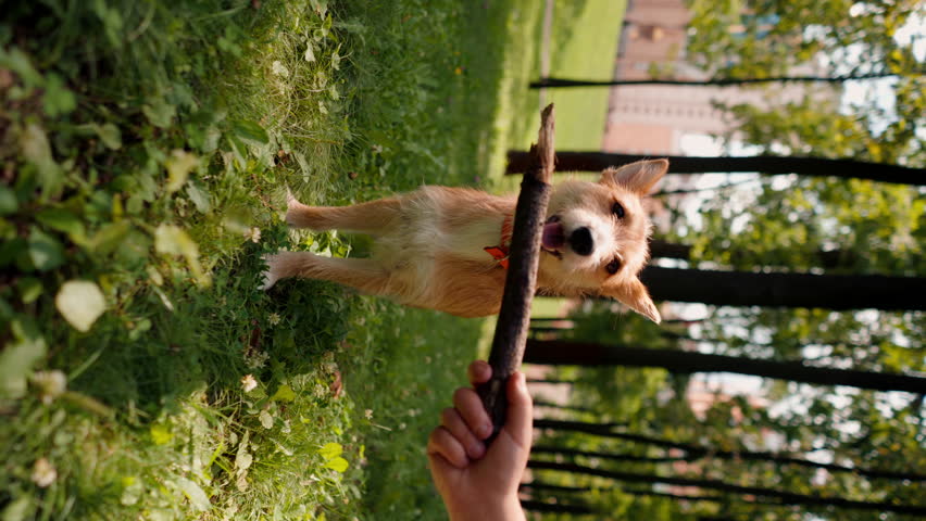 vertical video a young girl walking in the park with her dog playing with stick and teasing him with it