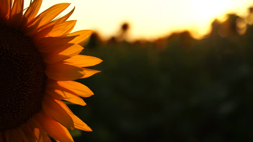 Sunflower agricultural field, close-up shot. Yellow flower sunflowers plants plantation blooming in summer. Sunny weather, sunset evening, slide camera Royalty-Free Stock Footage #1110266861