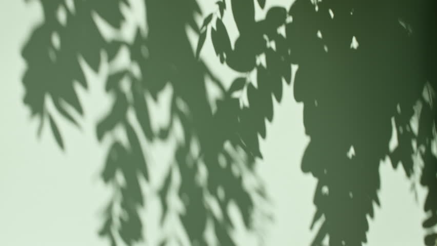 Shutterstock Video