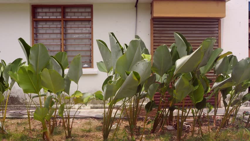 big beautiful plant leaves moving in the wind