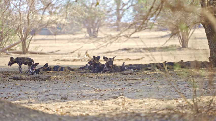 pack of African wild dog