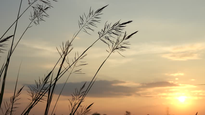 Background of grass flower silhouettes during sunset