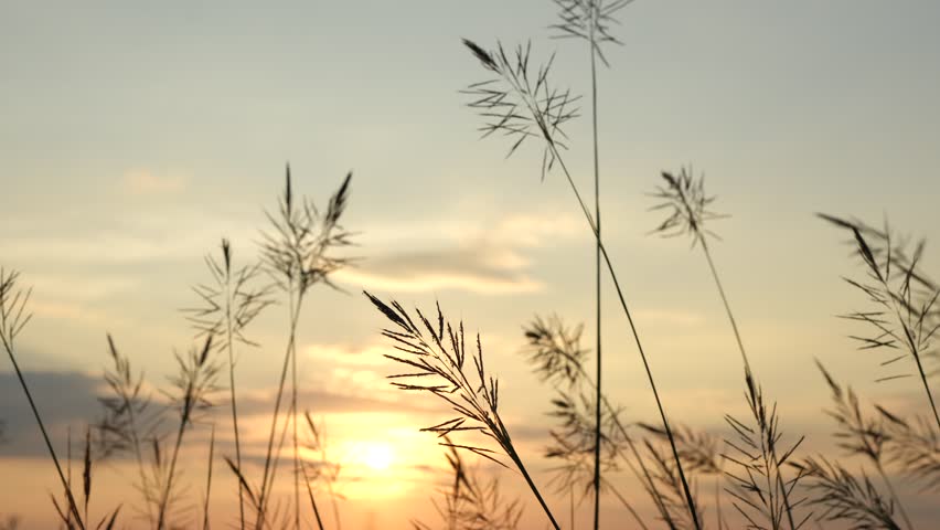 Background of grass flower silhouettes during sunset