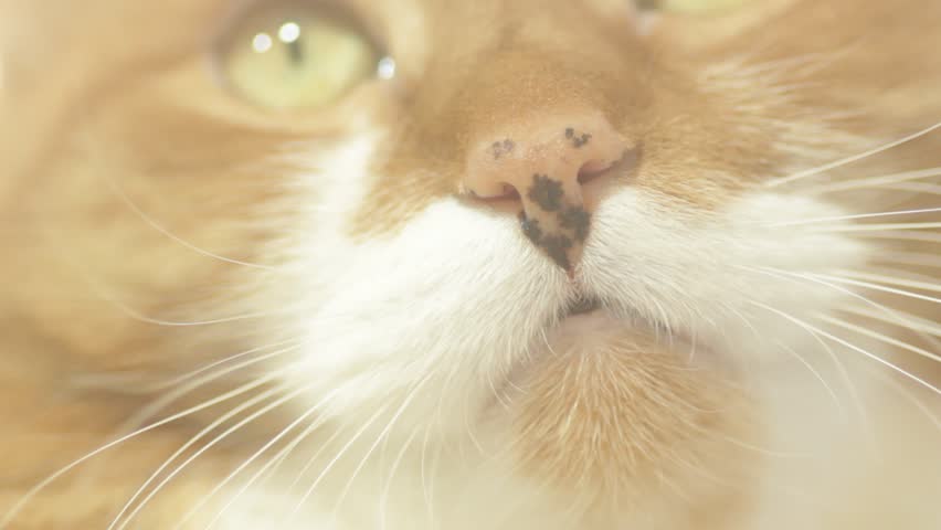 cat face close up macro