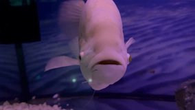 Beautiful pink representative of giant albino gourami fish or osphronemus goramy swims in blue water