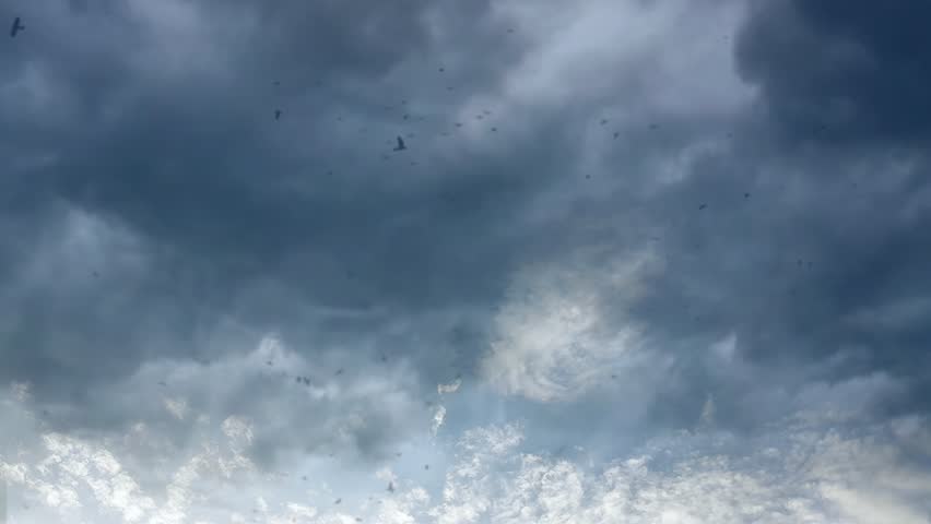 4k Time Laps Black sky and clouds on a stormy day and flocks of birds flying in shock at the terrible weather in the rainy season Royalty-Free Stock Footage #1110275077