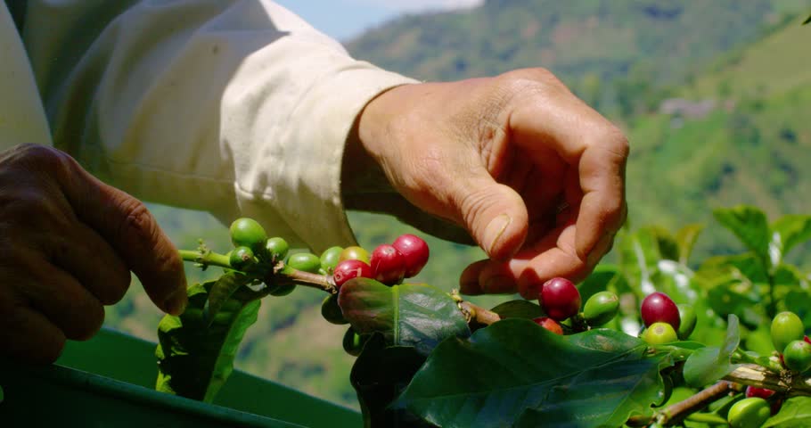Close shot of the coffee harvesting process in the Colombian farms. Royalty-Free Stock Footage #1110279141