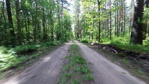 The car goes through the forest. Forest road in the national park