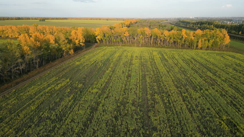 Aerial drone video of rural countryside landscape scenery with autumn trees and green fields in farmland on a farm