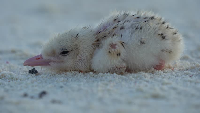 Huge flocks of birds going about their morning business at sunrise on the wild and uninhabited island of Helens reef,Palau. Mixture of Sooty terns and Great crested Terns.