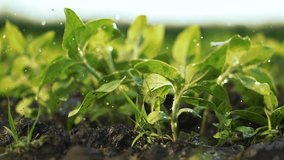 Water on plant leaves. Watering sprouts in fertile soil in field. Rain waters the plant. Sprouts in field with water. Irrigation of agricultural plants in fertile soil in summer. water fight drought - Powered by Shutterstock - Get 15% off with code: PIKWIZARD15