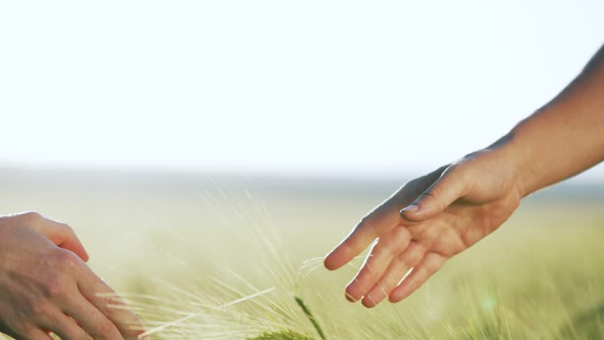 Agriculture.Handshake of farmer on farm in wheat field.Conclusion of contract agreement.Farmer handshake at sunset business hand teamwork.Silhouette of two farmers in wheat field. Agriculture concept Royalty-Free Stock Footage #1110292193