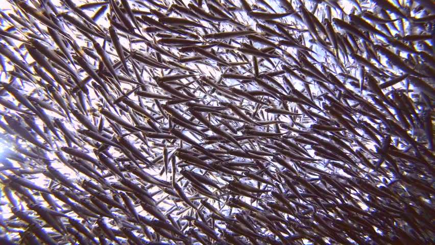 Vertical video, Bottom-up view, Close up of a lot Silversides Atherina fish at spawning run swimming on blue sky with clouds and sun on background, Backlit, Real time
