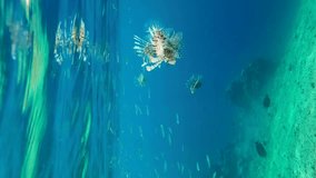 Vertical video, Group of Common Lionfish or Red Lionfish (Pterois volitans) hunting on shoal of small brightly fishes Hardyhead Silverside in blue water