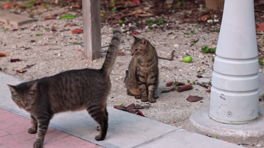 Two well-fed, brown cats leisurely stroll down Walking Street in Miami Beach. Florida, USA.  | Shutterstock HD Video #1110304849