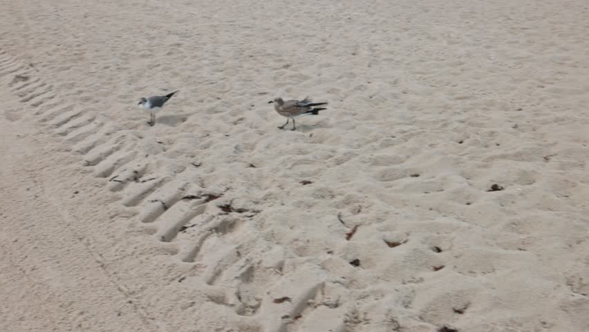 Seagulls foraging for food as they walk along sandy Miami Beach coastline. | Shutterstock HD Video #1110304865