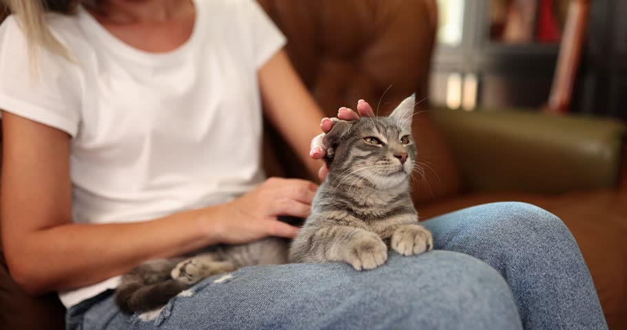 Woman at home on the sofa stroking a gray kitten, close-up. Relax communication with a pet, slowmotion Royalty-Free Stock Footage #1110307751