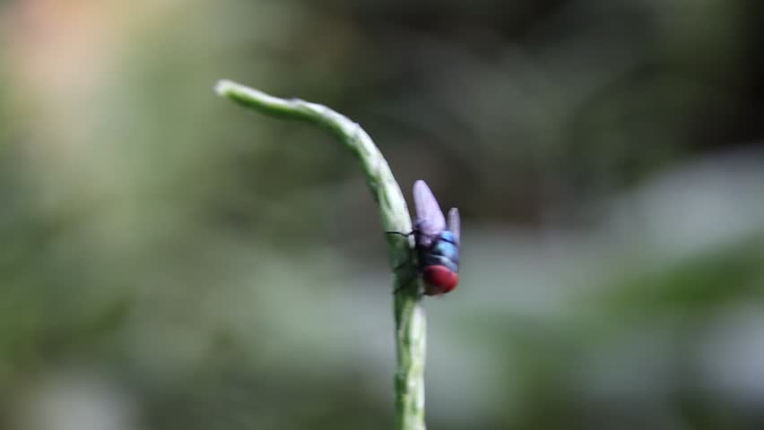 Closeup of a fly sitting on a long narrow green leaf in the summer sun.