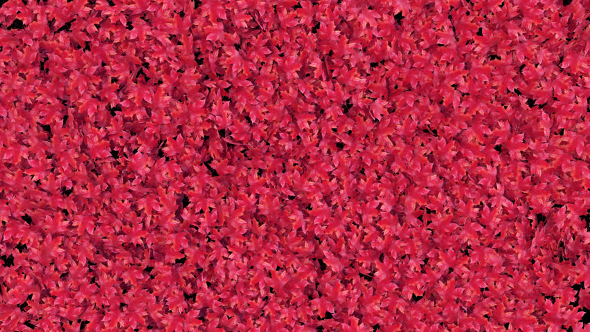 Red Maple Leaves Transition on Alpha channel. 3D Rendering. Transition of red maple leaves cycle shape place on footage or background and easier to adjust colour.