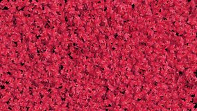 Red Maple Leaves Transition on Alpha channel. 3D Rendering. Transition of red maple leaves cycle shape place on footage or background and easier to adjust colour. - Powered by Shutterstock - Get 15% off with code: PIKWIZARD15
