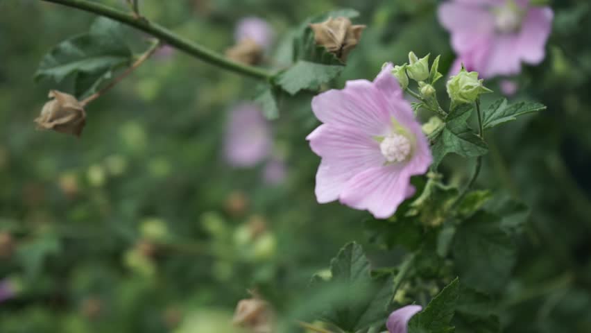 Greater musk-mallow on soft background (greater musk-mallow, cut-leaved mallow, vervain mallow or hollyhock mallow). Lonely Malva flower standing out against early summer background Royalty-Free Stock Footage #1110317579