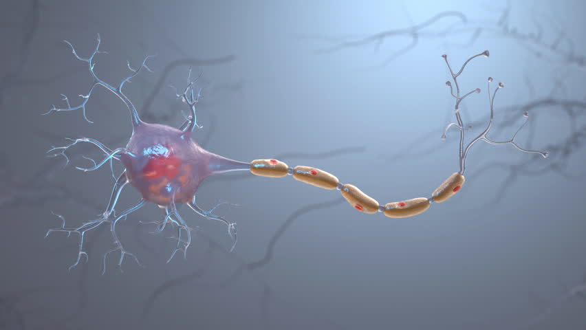 Neuron cell single. Axon. Cell