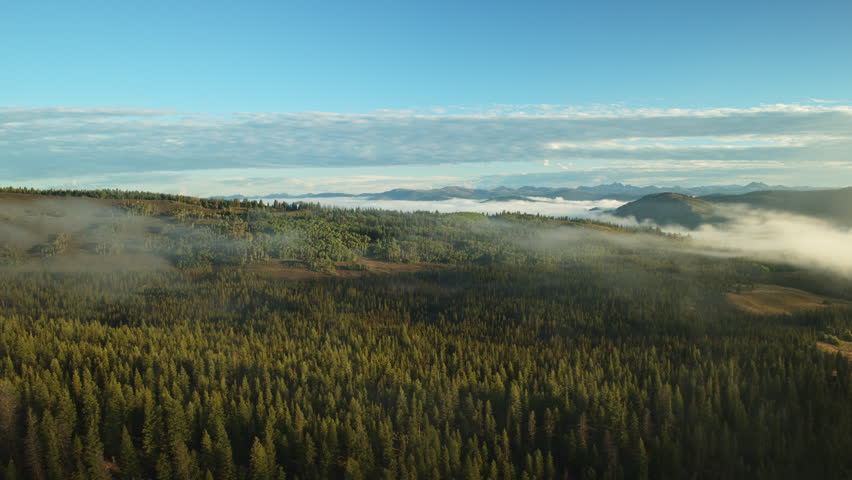 Aerial flyover view of clouds and fog over green forest landscape  stanley, idaho, united states