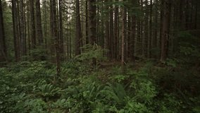 Approaching trees in dense green rain forest  forks, washington, united states