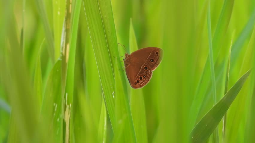 Butterfly - in green grass - father eyes .