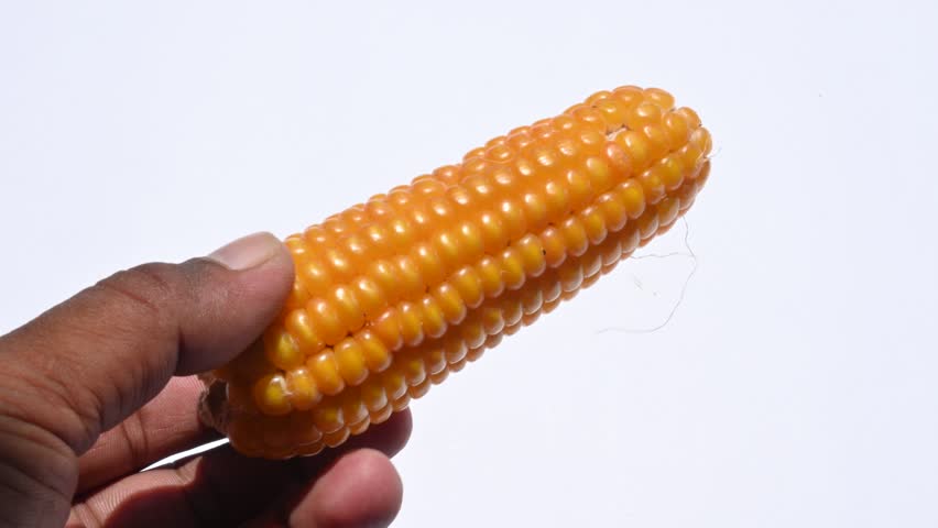Corn cobs. Ear of corn isolated.  Corn Maize is a popular food of all over world. This is a complete food for humans. 