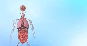 sympathetic and parasympathetic nervous system 3d, Healthcare medical science animation. connected inner organs, brain and spinal cord. internal organs anatomy. neurology clinic or education video.