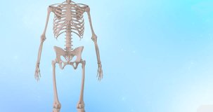 Human Anatomy full body male skeleton. 3D, medically accurate Healthcare medical science animation. System Bone Joints Anatomy Animation Concept.