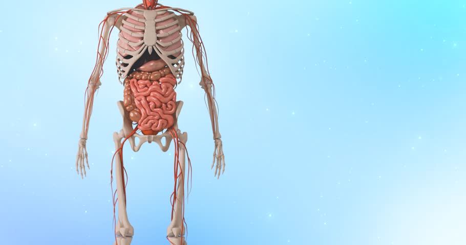 Sympathetic And Parasympathetic Nervous System. Difference. diagram with connected inner organs and brain and spinal cord. Educational guide of human anatomy. medical use, Parasympathetic pathway. Royalty-Free Stock Footage #1110331439