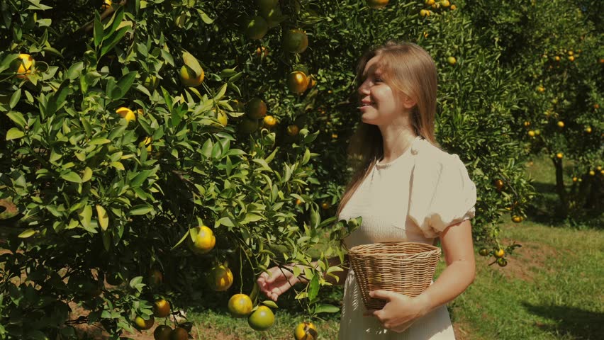 Female farmer in nature sniffing fresh ripe tangerine on green branch in farm garden. Organic healthy food concept