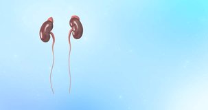 Kidneys, Kidney human renal realistic healthy, Human Urinary System Kidneys Anatomy. 3D animation video,The concept of a healthy kidneys. Human kidney on scientific background.