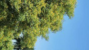Vertical video. Tree with flowers in the wind under blue sky.