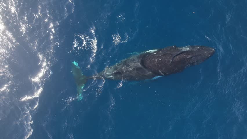 Aerial drone view of humpback whale take breath and dive deep in calm blue ocean water, whale spouting, humpback whale playing, wave flippers and hit the surface, splashing the water. Wild life mammal Royalty-Free Stock Footage #1110348457