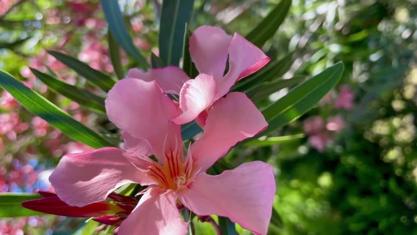 A beautiful pink flower from the island of Bali on a bright sunny day develops in the wind.