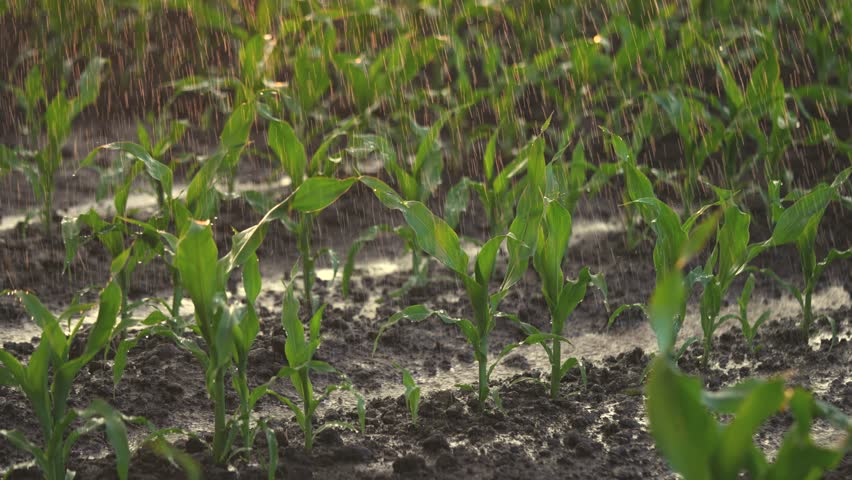 irrigation of green corn sprouts. agriculture irrigation. corn agriculture business concept. rain lifestyle water drops fall on field with corn green sprouts close-up Royalty-Free Stock Footage #1110357249